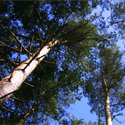Nadelwald